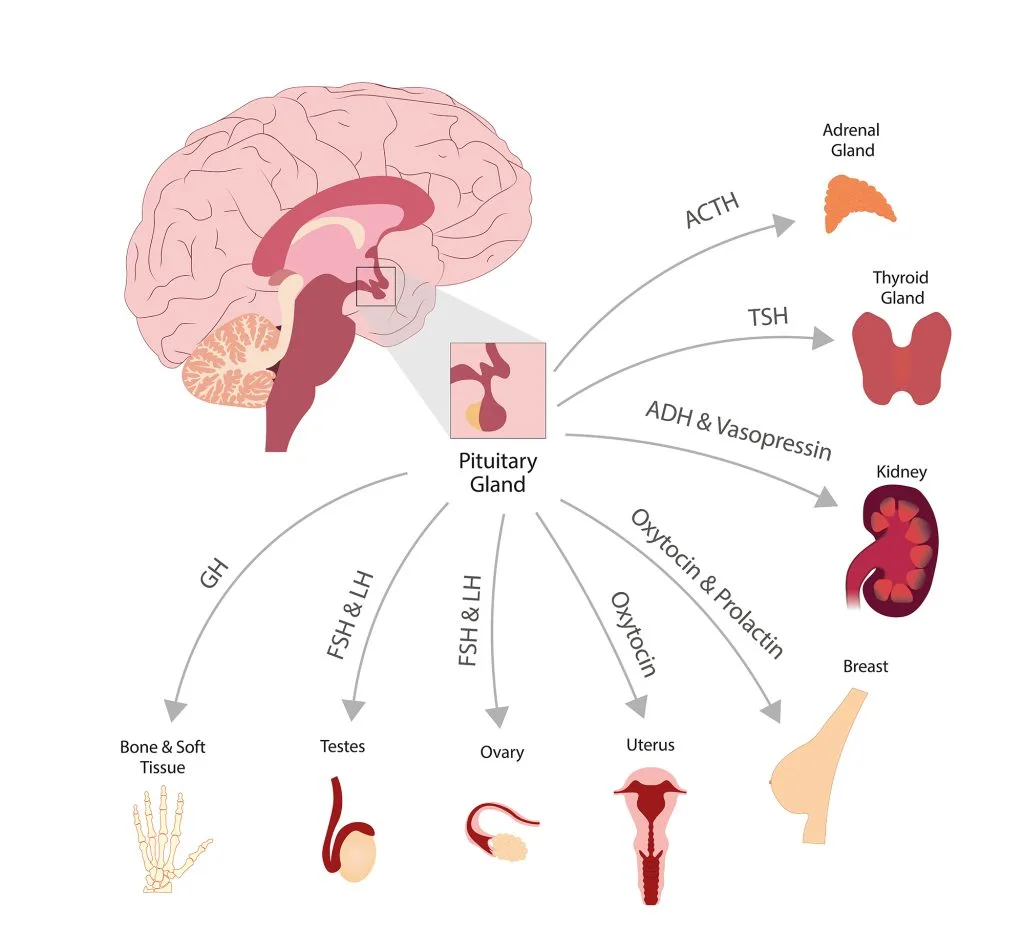hormone những điều bí ẩn