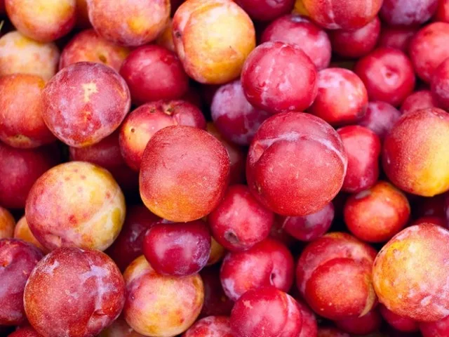 Cách làm mận ngâm đường đơn giản Cách làm mận ngâm đường đơn giản