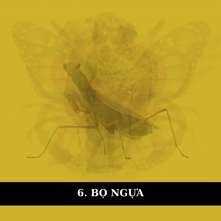 bọ ngựa