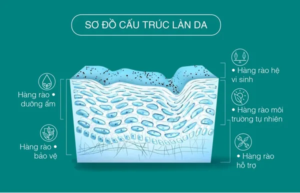 Làn da sở hữu 5 hàng rào tương ứng với từng chức năng riêng Làn da sở hữu 5 hàng rào tương ứng với từng chức năng riêng
