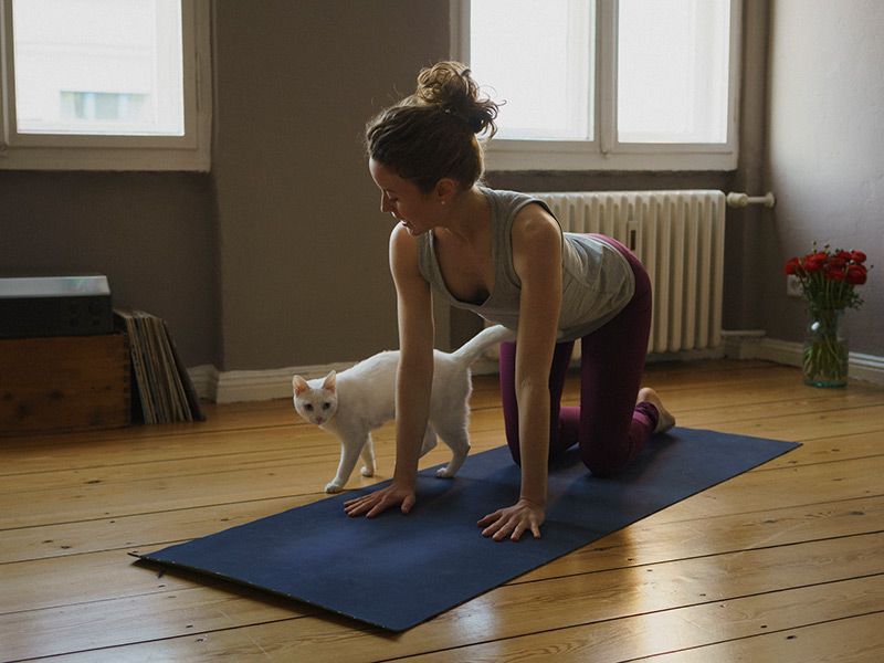 Tập yoga tư thế con bò Tập yoga tư thế con bò