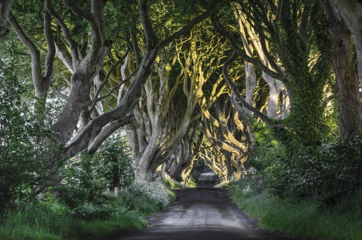 Dark Hedges - Ireland