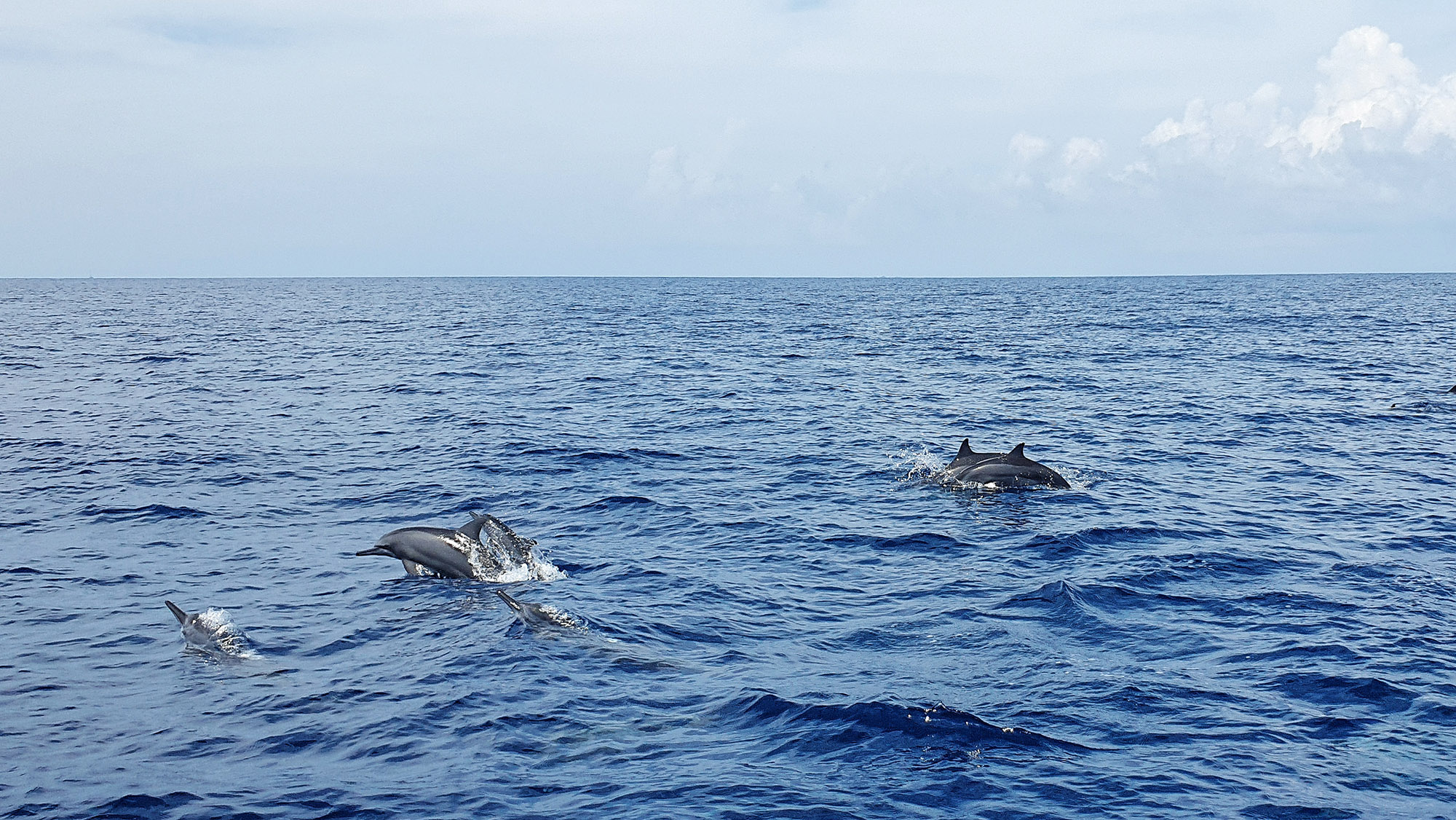 maldives cá heo xuất hiện maldives cá heo xuất hiện