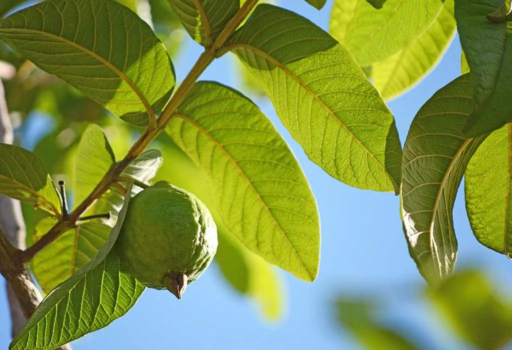 làm đẹp da bằng lá ổi 01a