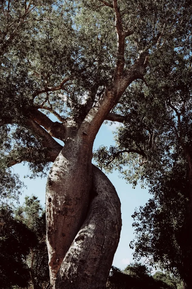 da mặt căng bóng từ dầu baobab da mặt căng bóng từ dầu baobab