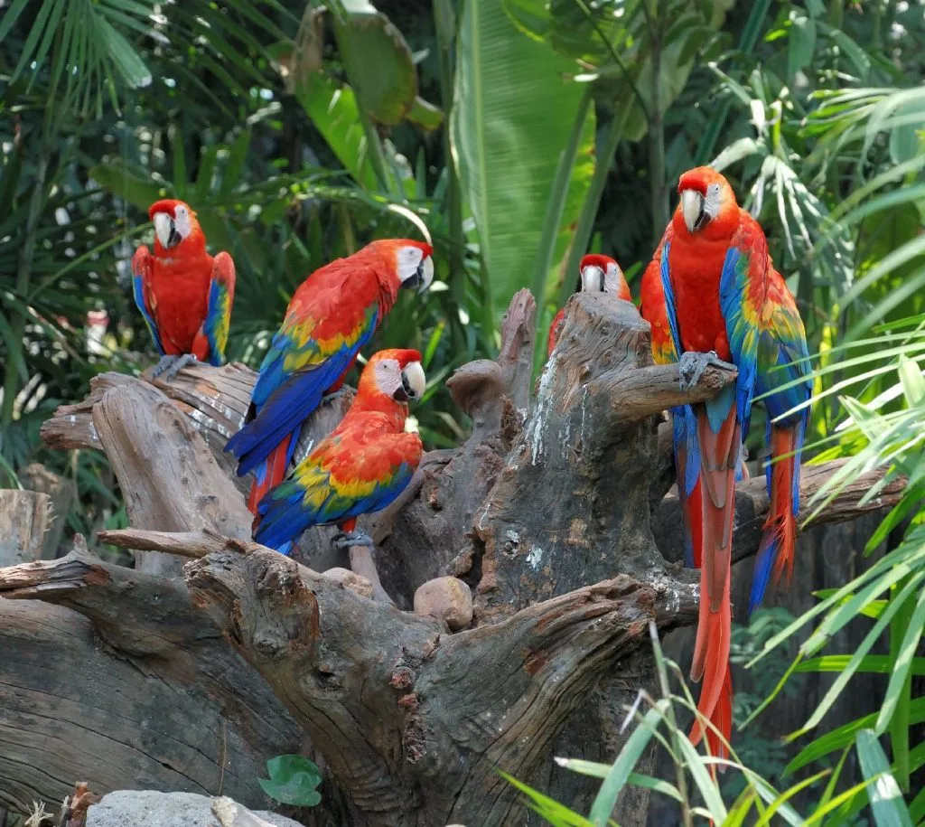 rừng nhiệt đới Costa Rica du lịch tết Costa Rica