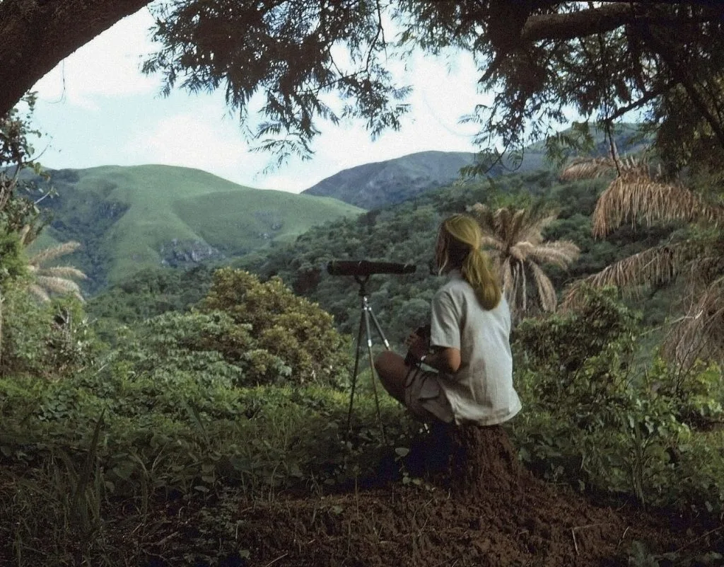 Jane Goodall tiến sĩ môi trường Jane Goodall tiến sĩ môi trường
