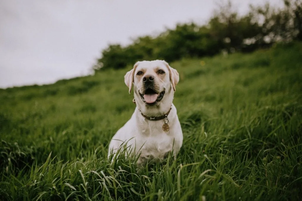 Labrador Retriever