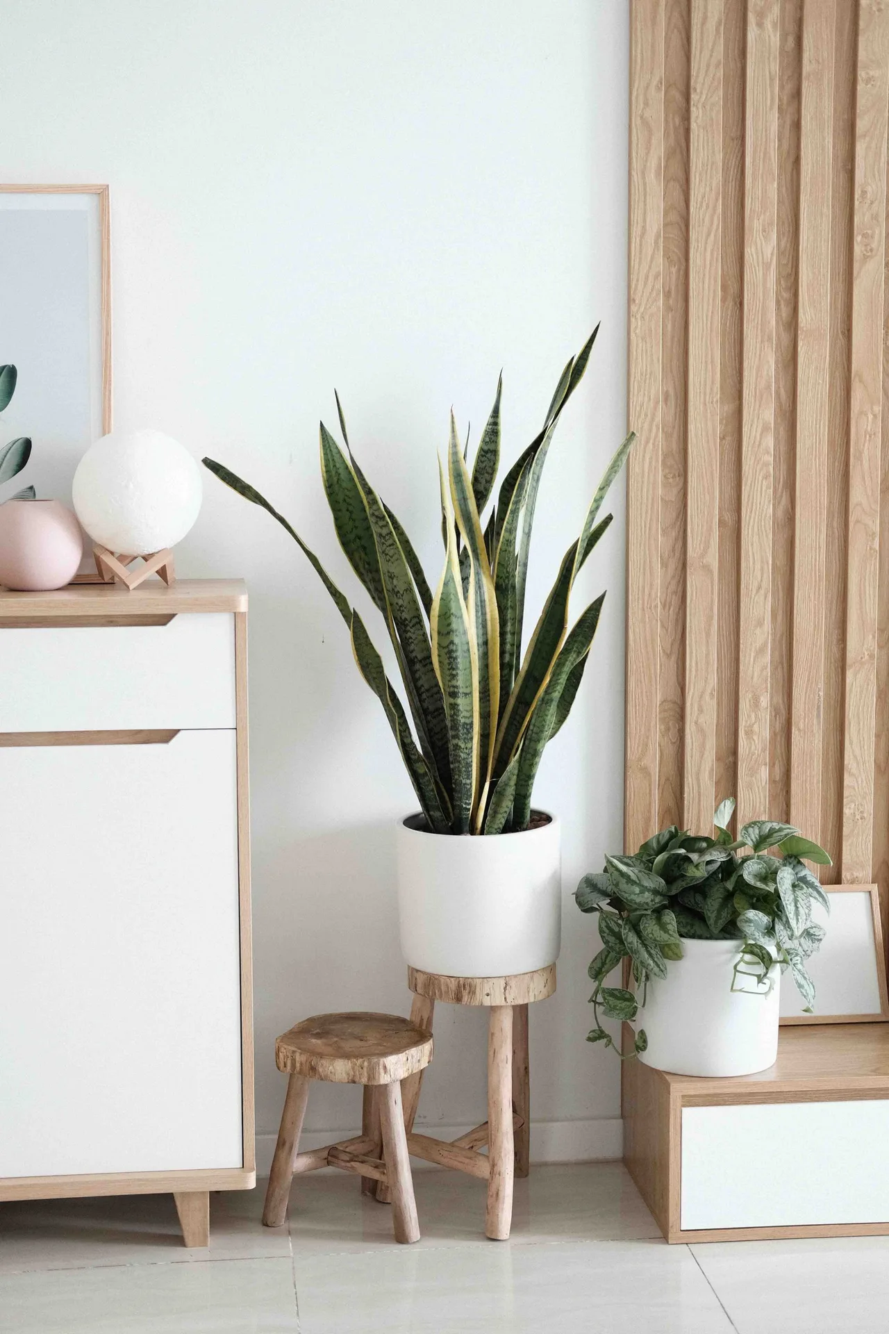 cách trồng cây trong nhà và chăm sóc cây