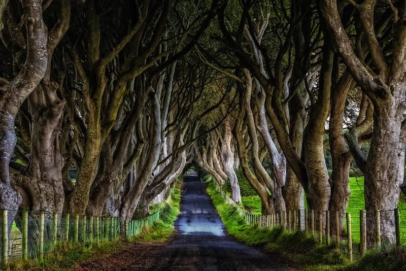 hàng cây sồi bắc Ireland hàng cây sồi bắc Ireland