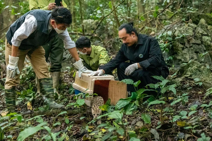 “Đôi mắt xanh non” của một chú mèo rừng trong giây phút được “về nhà”. “Đôi mắt xanh non” của một chú mèo rừng trong giây phút được “về nhà”.