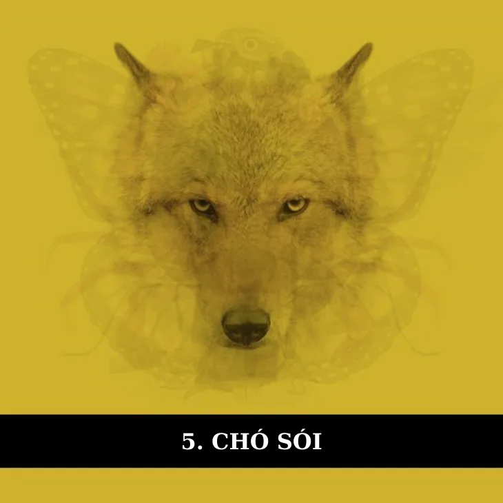 chó sói