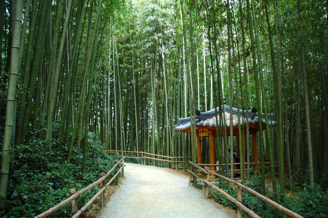 rừng tre damyang