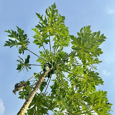 tán cây dưới bầu trời