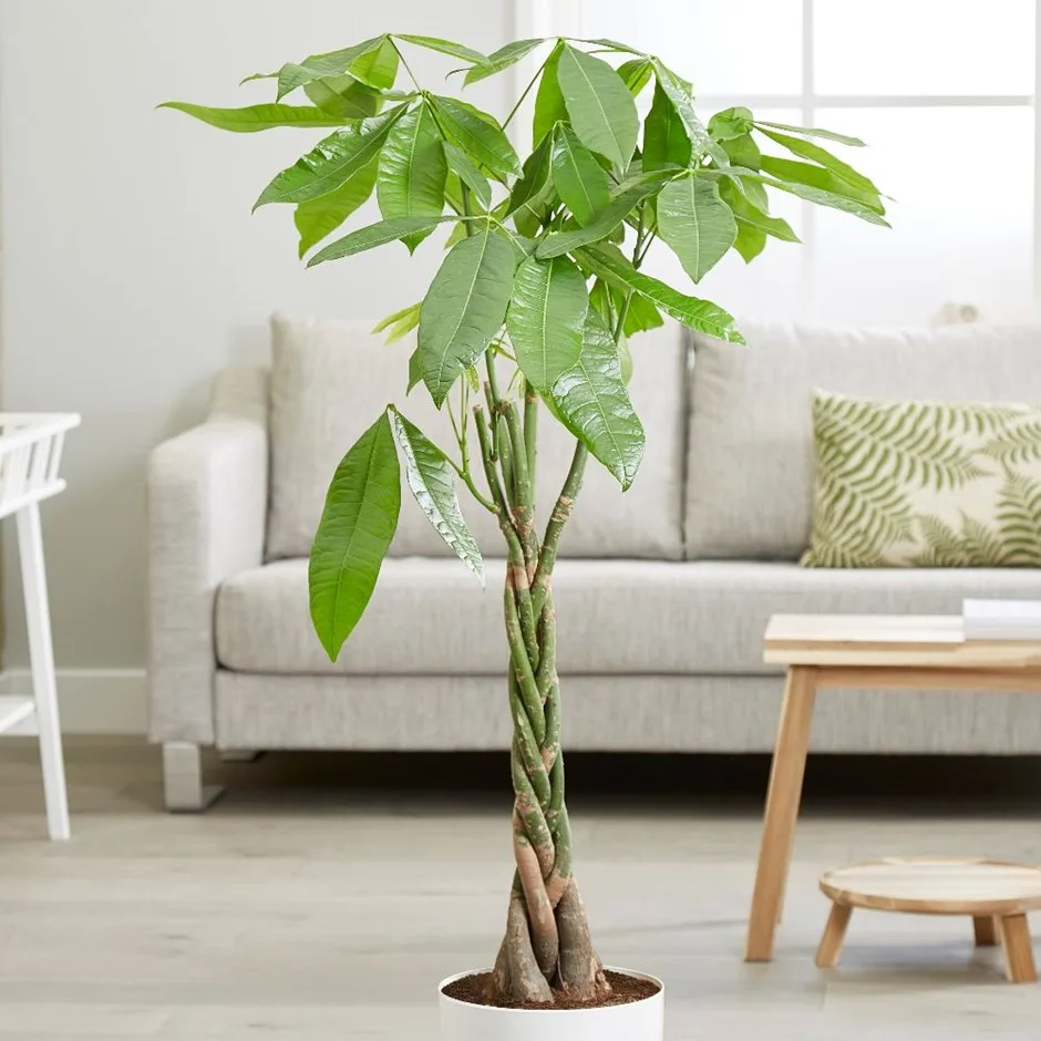 cây kim ngân của cung hoàng đạo