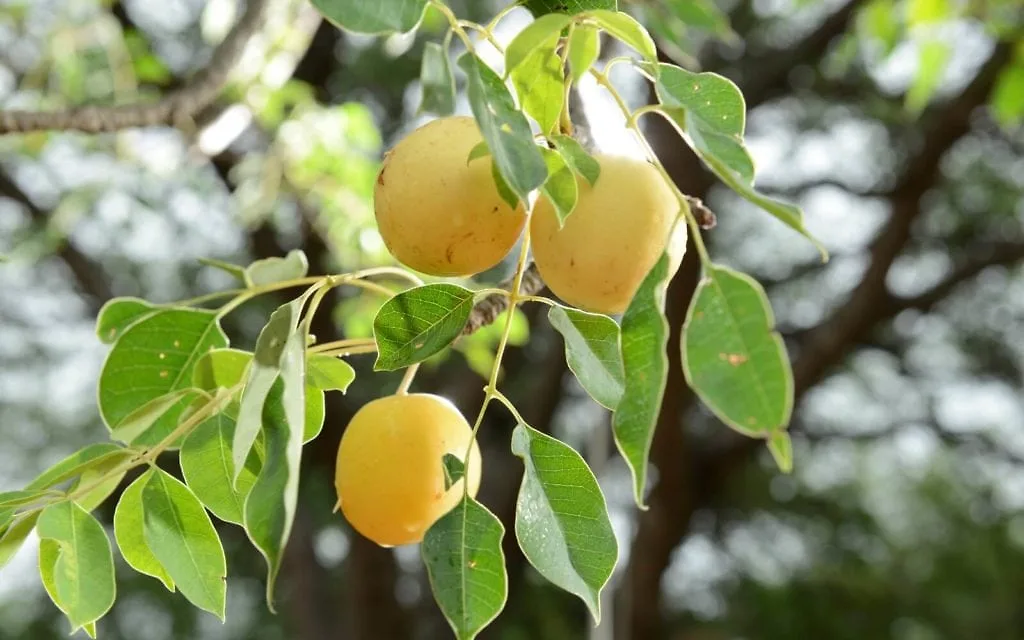 chống lão hóa da chống lão hóa da