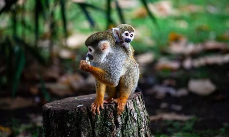 khỉ titi