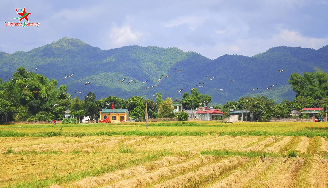 du lịch mùa lúa chín mộc châu