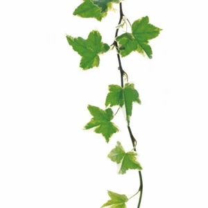 Eco beauty – mỹ phẩm xanh