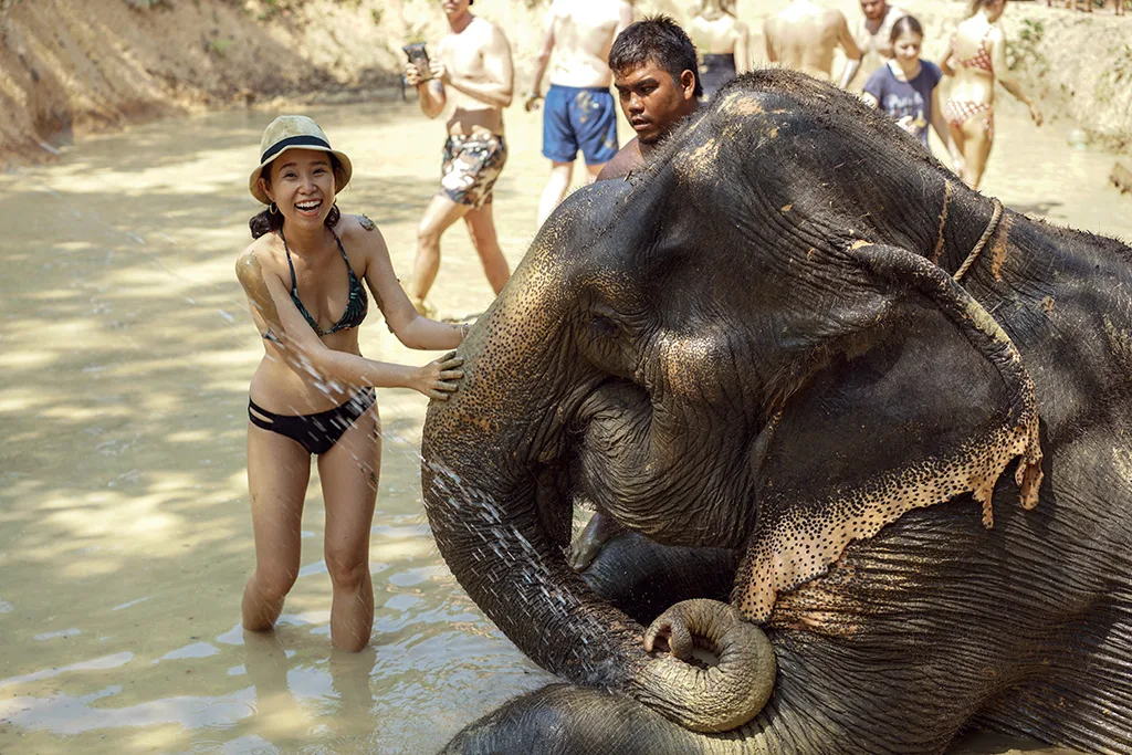 Phuket 4 cô gái chơi đùa cùng voi