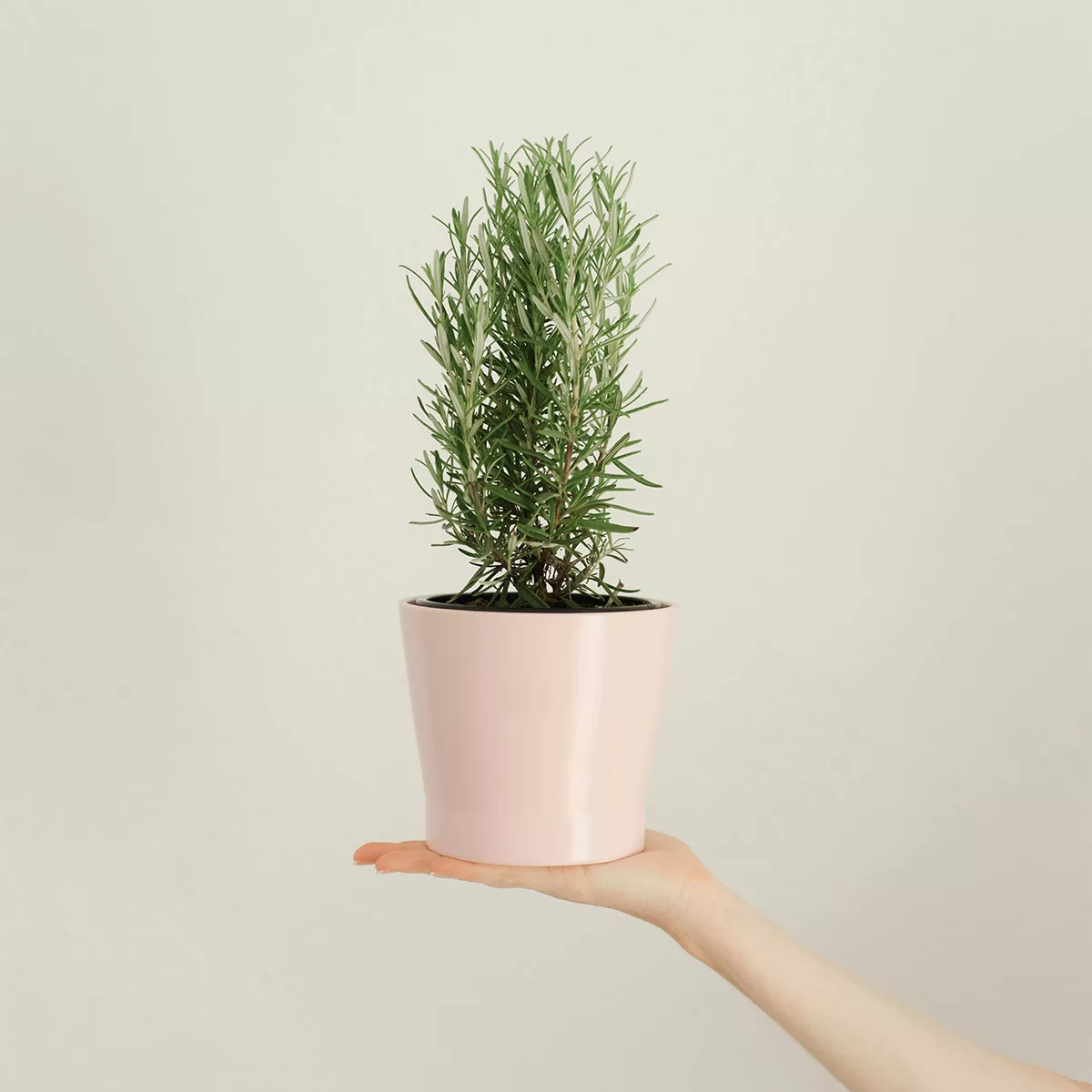 chậu cây hương thảo trong sân vườn