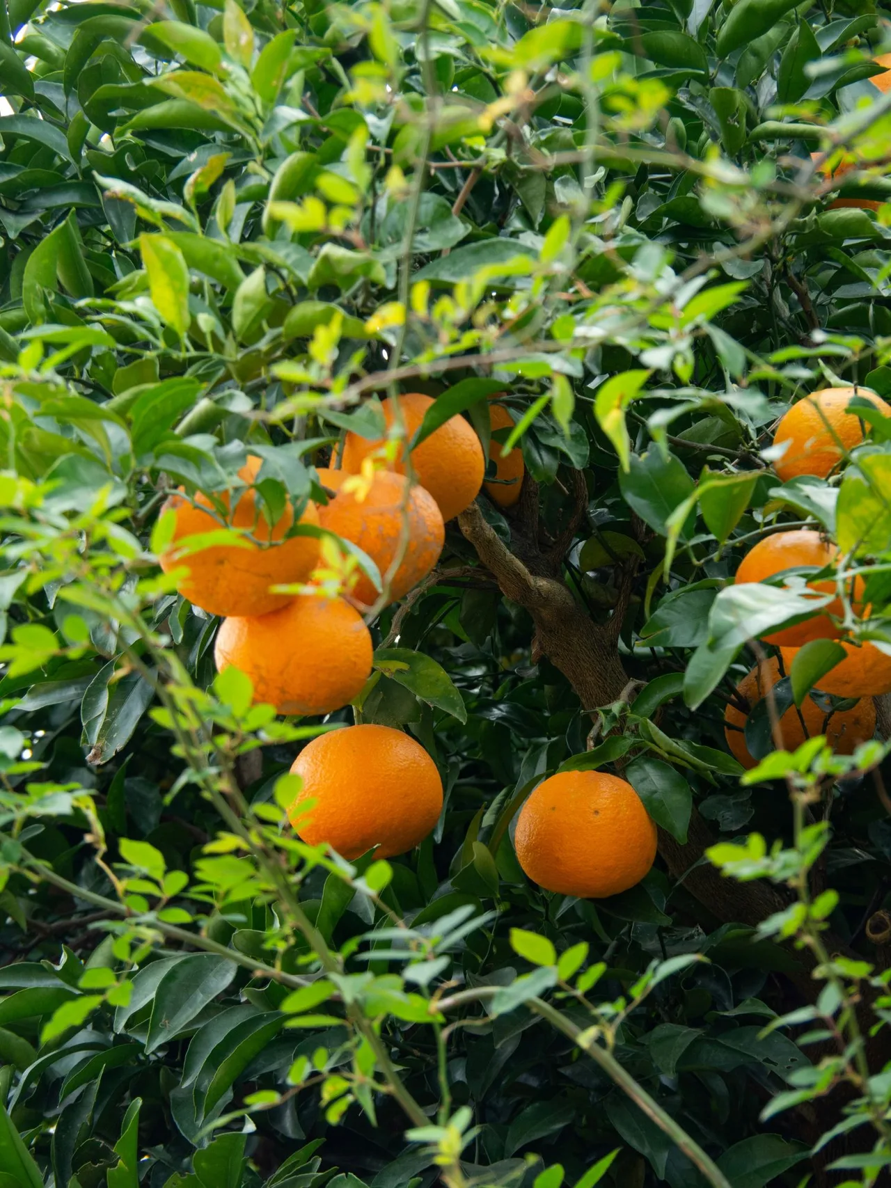 Cây cam Calamondin, hay còn được biết đến với tên gọi Calamansi và chanh Philippine, là một loại cây thuộc họ cam chanh với quả màu cam.