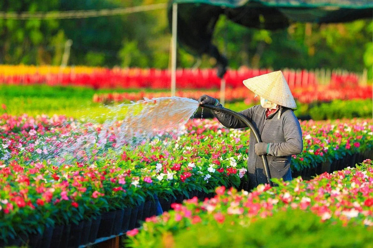 Làng hoa Tết 2026 Sa Đéc.