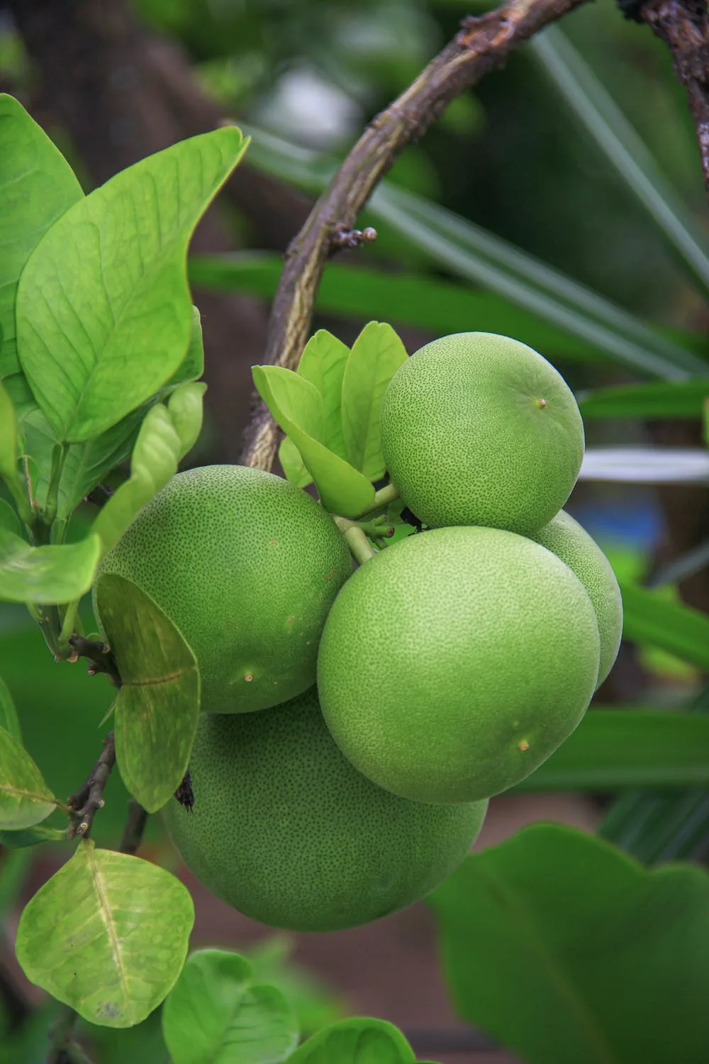 Người bệnh tiểu đường có thể bổ sung bưởi vào thực đơn. Người bệnh tiểu đường có thể bổ sung bưởi vào thực đơn.