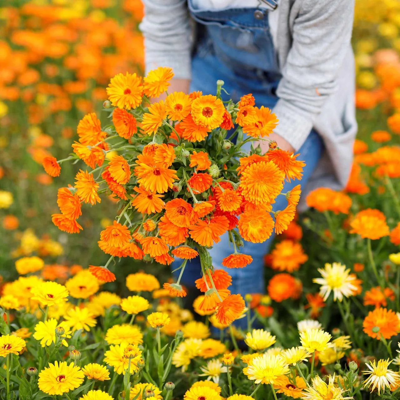 Hoa cúc Calendula có tính năng kháng khuẩn, kháng viêm Hoa cúc Calendula có tính năng kháng khuẩn, kháng viêm