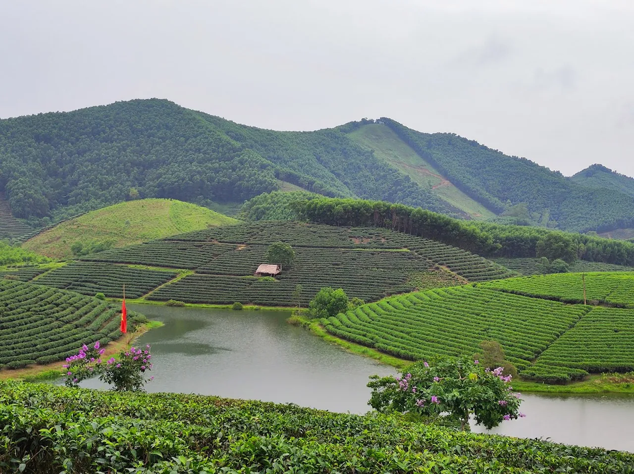 nghệ an đồi chè thanh chương nghệ an đồi chè thanh chương