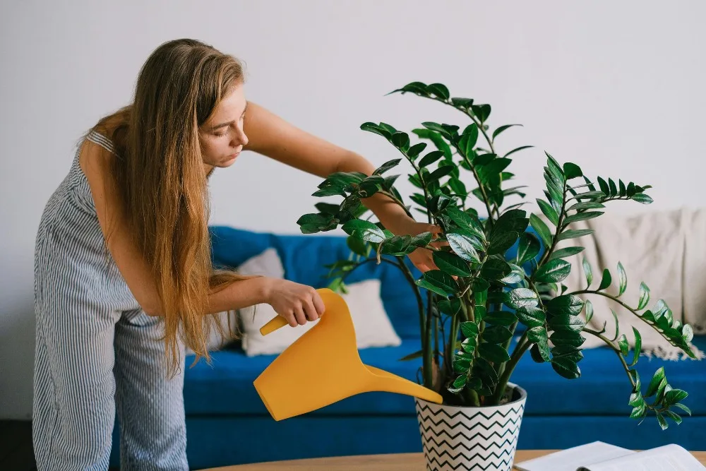 Cô gái tưới cây trong phòng khách