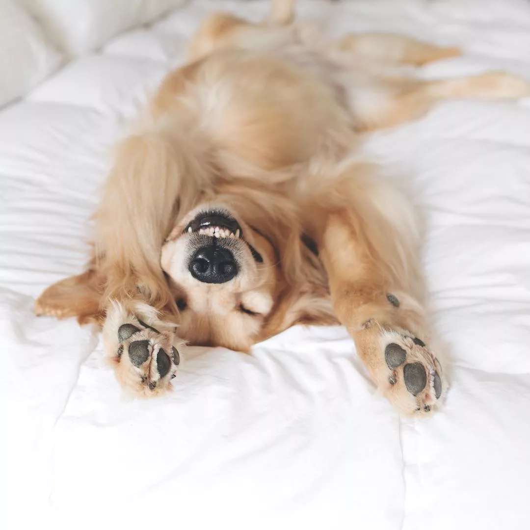 elle việt nam cún cưng 3