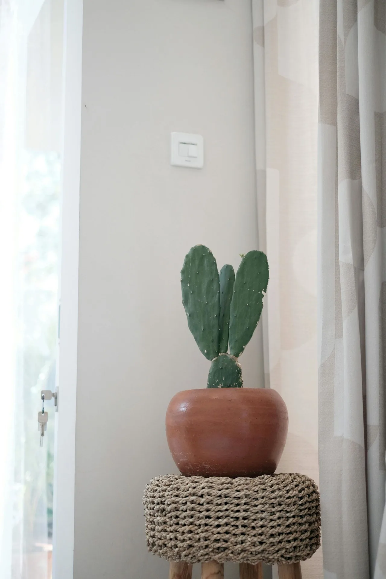 Cây xương rồng tai thỏ trong phong thủy tượng trưng cho sức sống mãnh liệt