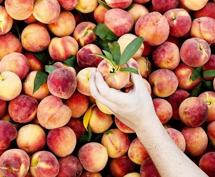 trái cây cấp nước 8