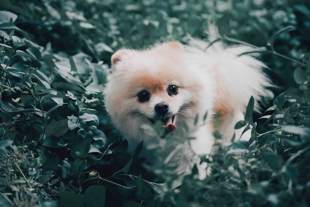 chó Pomeranian
