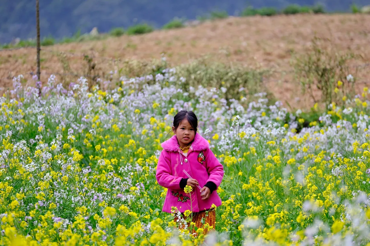 Mùa hoa cải ấn tượng ở Hà Giang. 