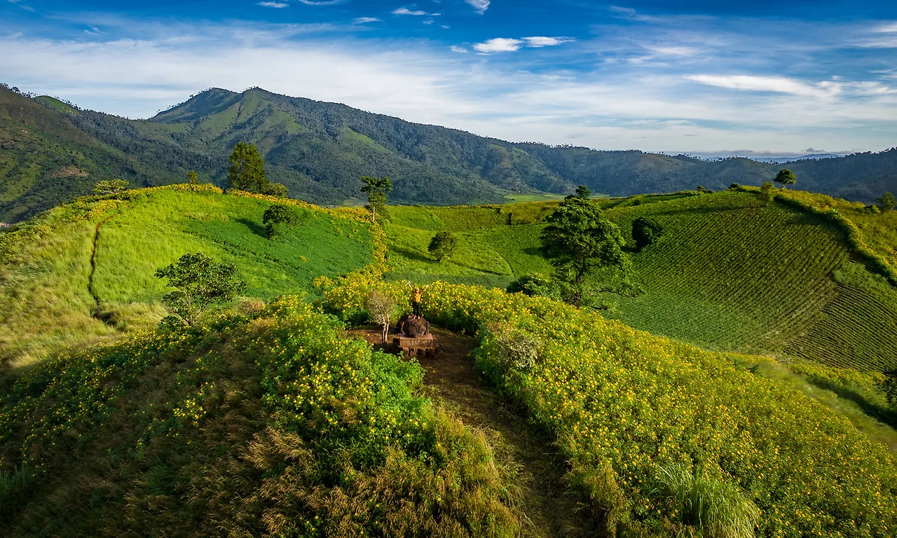 Hoa dã quỳ chư Đăng ya