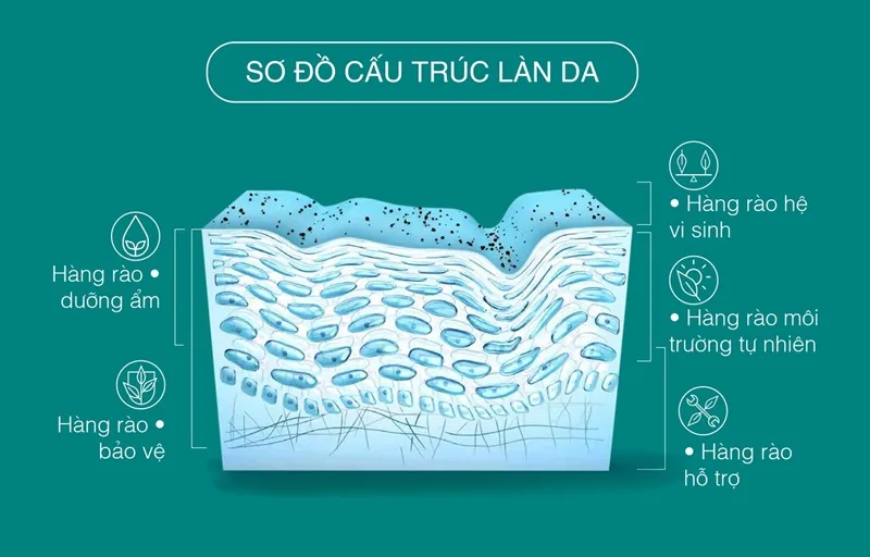 sơ đồ cấu trúc làn da sơ đồ cấu trúc làn da