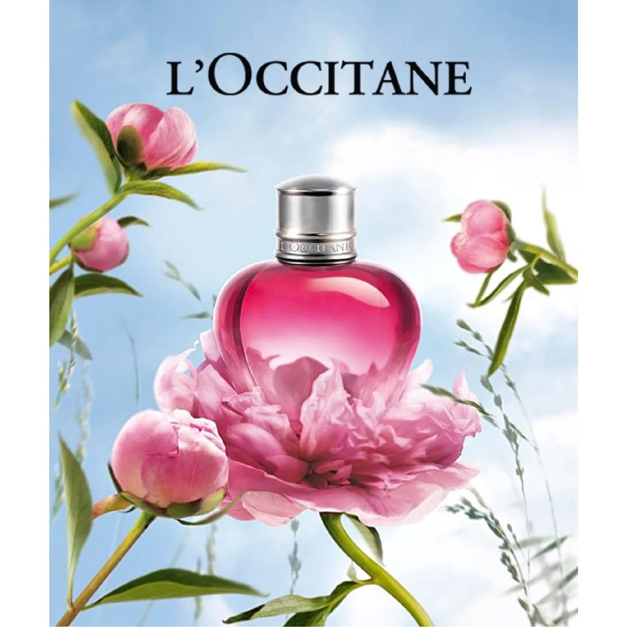 hoa mẫu đơn nước hoa loccitane hoa mẫu đơn nước hoa loccitane