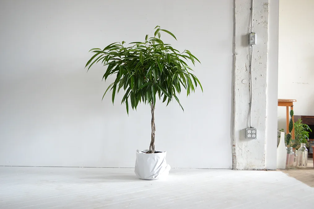 loại cây 8 loại cây 8
