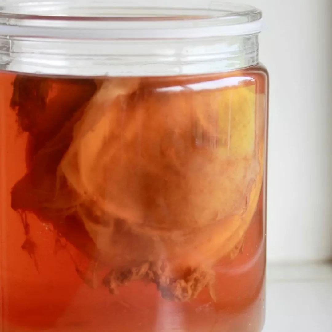 con scoby trong trà kombucha