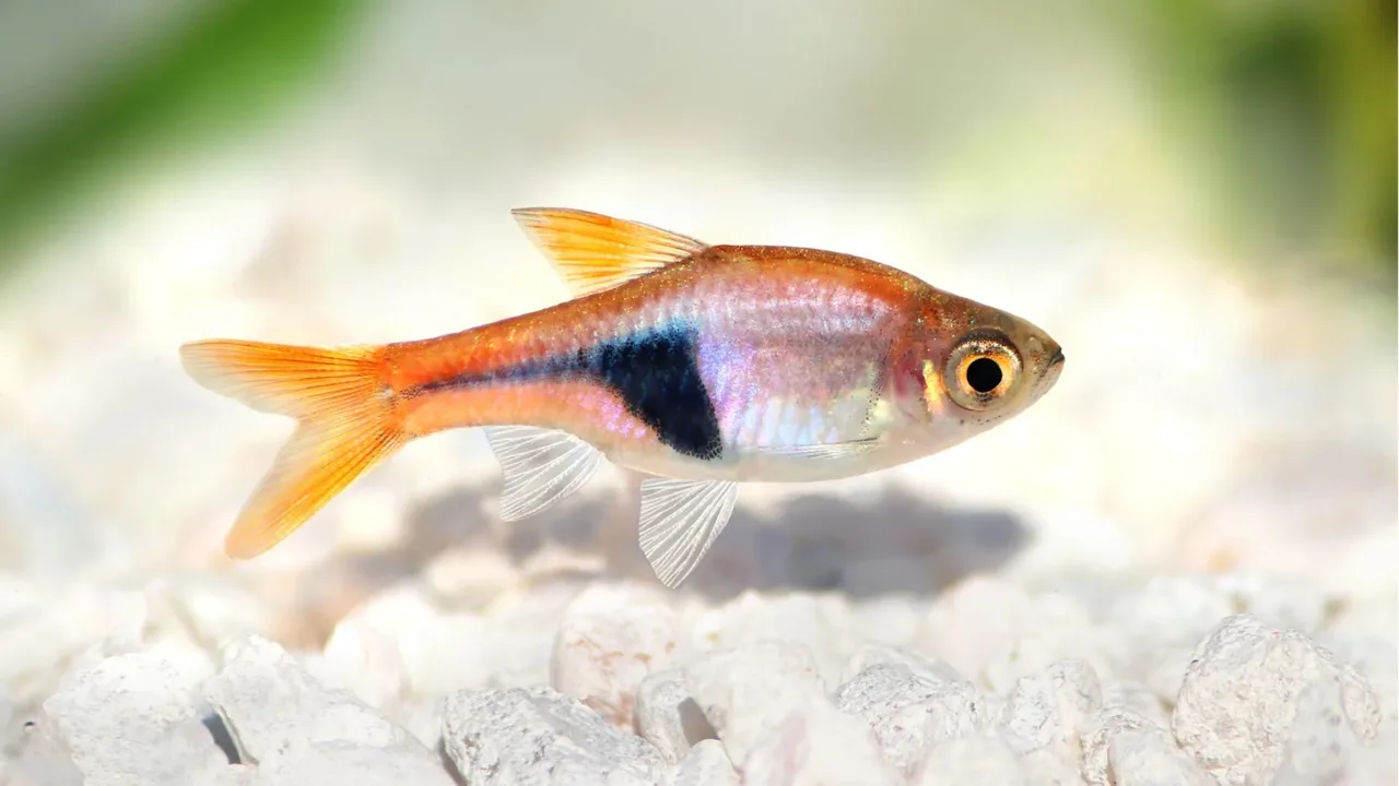 Cá lòng tong Rasbora phong thủy