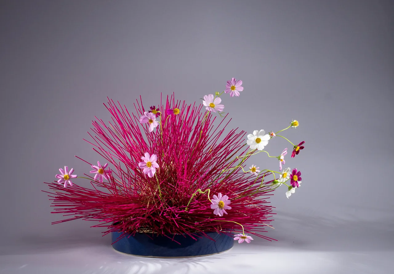 hoa sao nhái ikebana