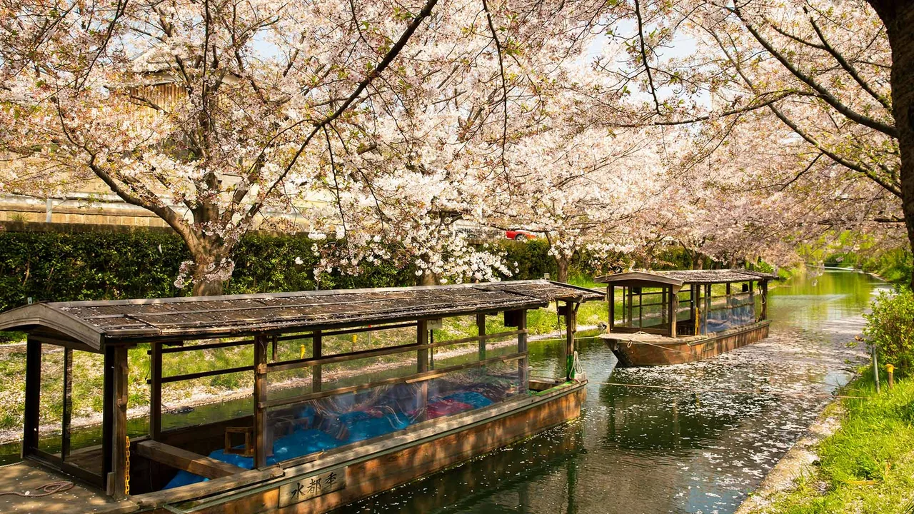 Khung cảnh hoa anh đào nở khi vào xuân tại Kyoto địa điểm du lịch cho những tín đồ cần sự chữa lành