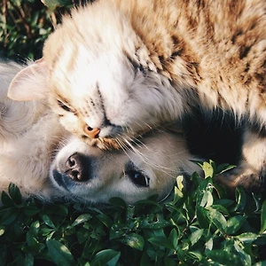 Xao xuyến với 20 thú nuôi nổi tiếng nhất trên Instagram