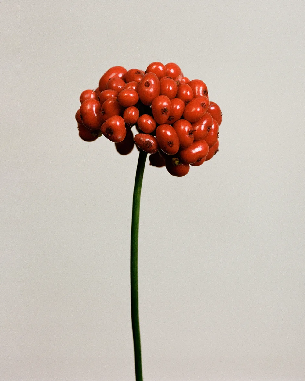 Ginseng Berry SR™ Ginseng Berry SR™