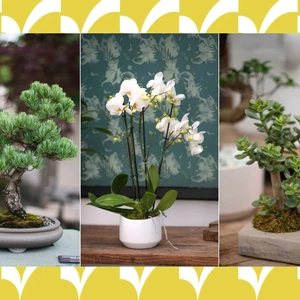 cây phong thủy tết may mắn