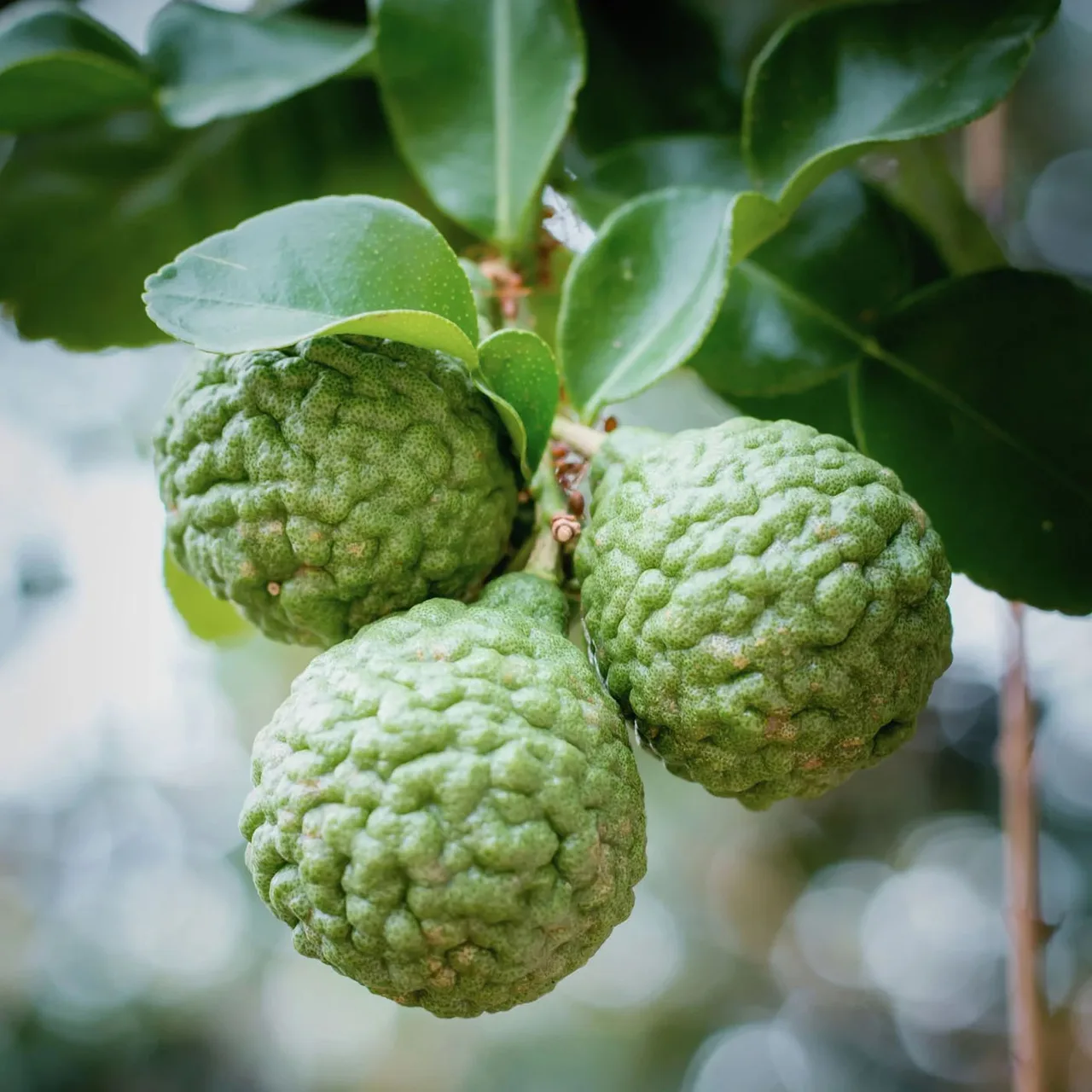 cam bergamot có hương thơm đặc trưng