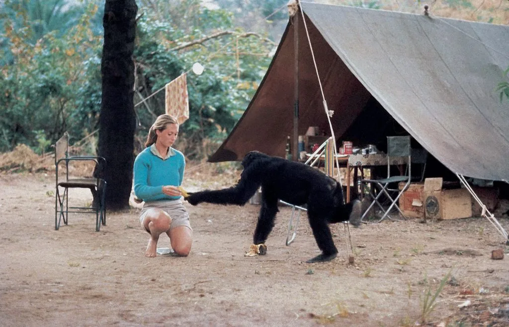 Jane Goodall bảo vệ động vật Jane Goodall bảo vệ động vật