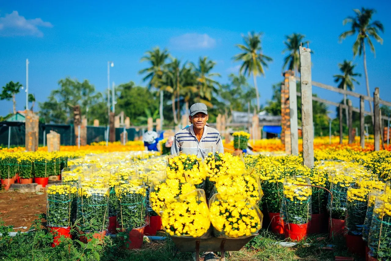 Làng hoa tết 2026 Cái Mơn.